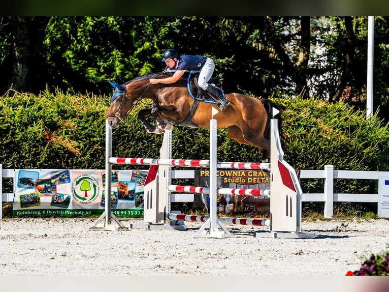 Pools halfbloed Merrie 7 Jaar 175 cm Bruin in Wierzchucice