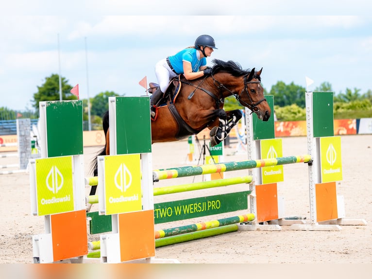 Pools halfbloed Merrie 8 Jaar 158 cm Roodbruin in Krasiej&#xF3;wGrodziec