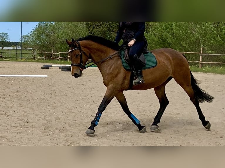 Pools halfbloed Merrie 8 Jaar 163 cm Bruin in Biskupiec