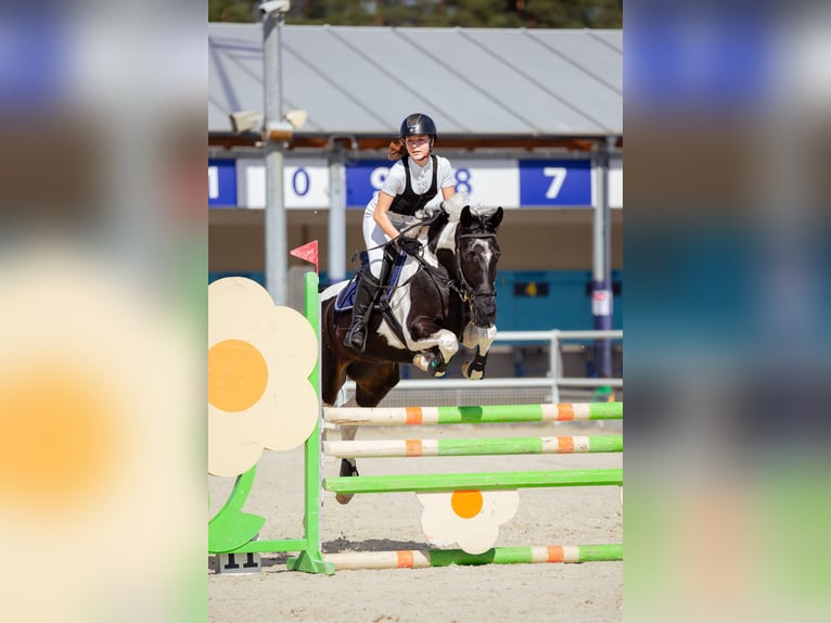 Pools halfbloed Merrie 8 Jaar 164 cm Gevlekt-paard in Słupca