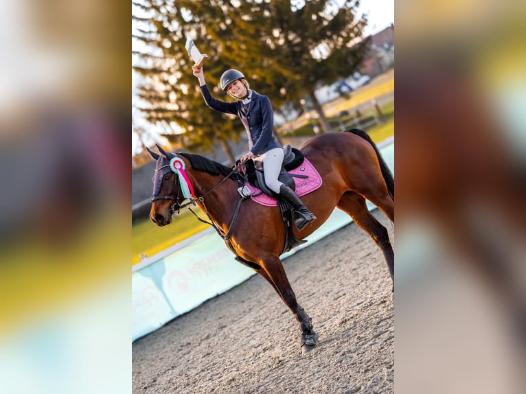 Pools halfbloed Merrie 8 Jaar 165 cm Roodbruin in Koluszki