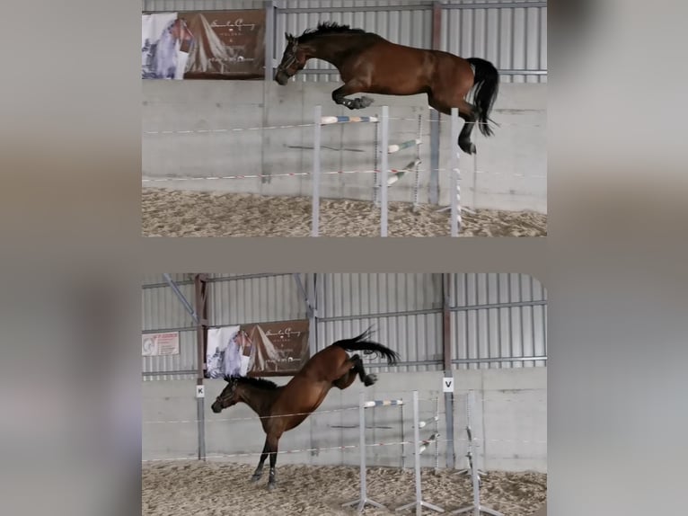 Pools halfbloed Merrie 8 Jaar 165 cm Roodbruin in Koluszki