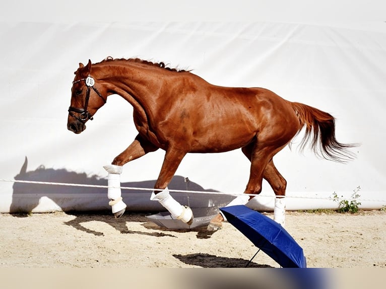 Pools halfbloed Merrie 8 Jaar 170 cm Donkere-vos in Trzebnica