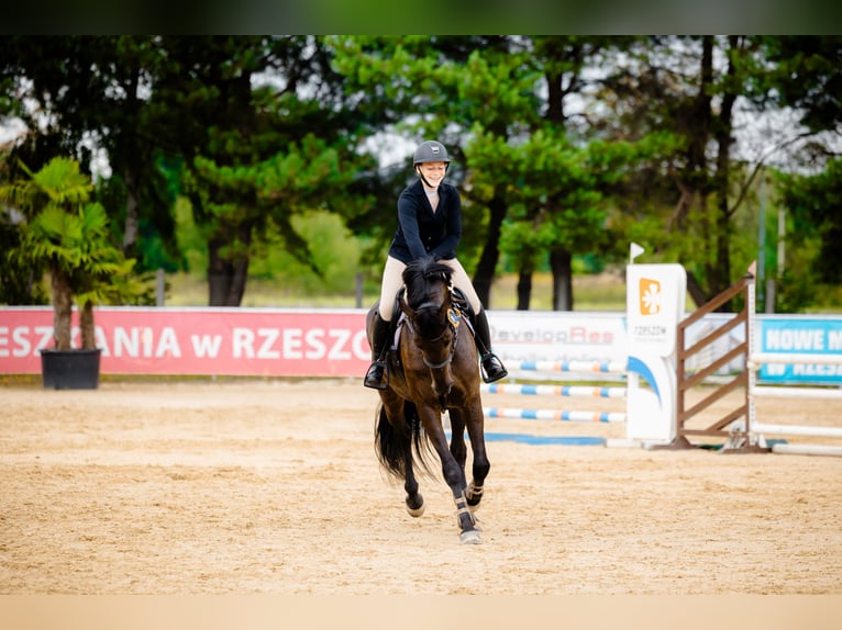 Pools halfbloed Merrie 8 Jaar 170 cm Zwart in Micha&#x142;owice