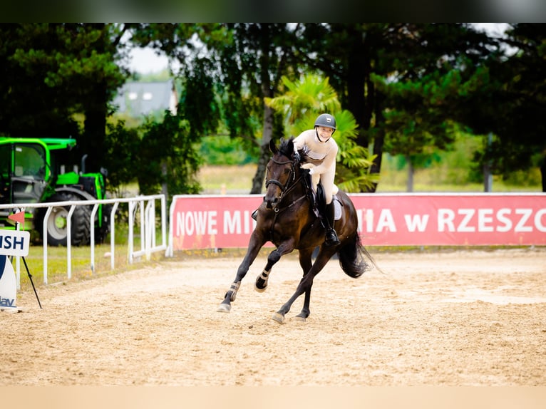Pools halfbloed Merrie 8 Jaar 170 cm Zwart in Micha&#x142;owice