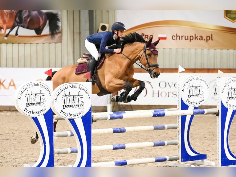 Pools halfbloed Merrie 8 Jaar 173 cm Roodbruin in Warka