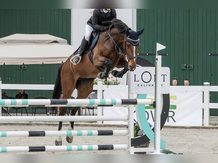 Pools halfbloed Merrie 9 Jaar 164 cm Roodbruin in Wągrowiec