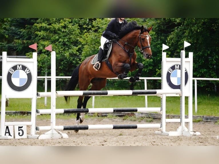 Pools halfbloed Merrie 9 Jaar 164 cm Roodbruin in Wągrowiec