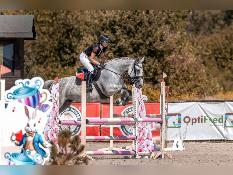 Pools halfbloed Merrie 9 Jaar 165 cm Schimmel in Kale&#x144;-Towarzystwo