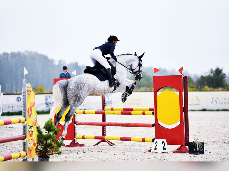 Pools halfbloed Merrie 9 Jaar 165 cm Schimmel in Kale&#x144;-Towarzystwo