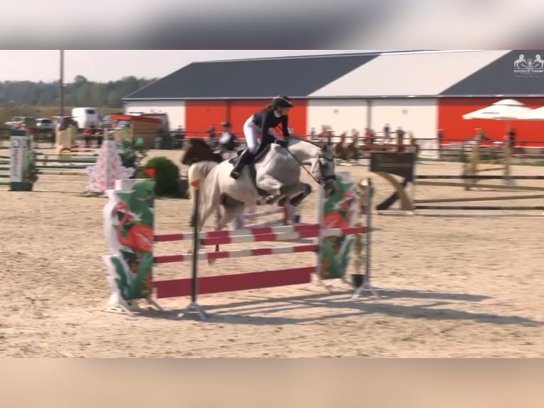 Pools halfbloed Merrie 9 Jaar 165 cm Schimmel in Kale&#x144;-Towarzystwo