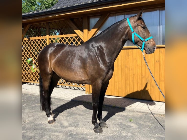 Pools halfbloed Merrie 9 Jaar 170 cm Donkerbruin in Gorlitz