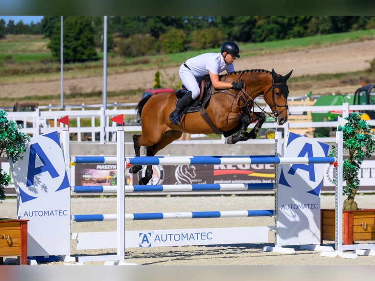 Pools halfbloed Merrie 9 Jaar 172 cm  in Nowielice