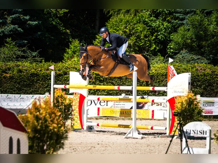 Pools halfbloed Merrie 9 Jaar 172 cm  in Nowielice