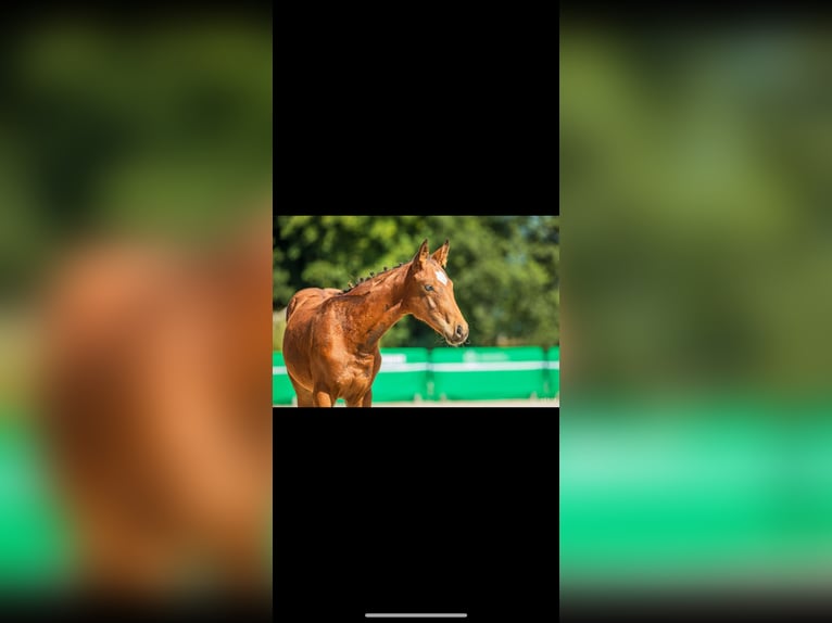 Pools halfbloed Merrie Veulen (05/2025) 167 cm Bruin in Nied&#x17A;wied&#x17A;