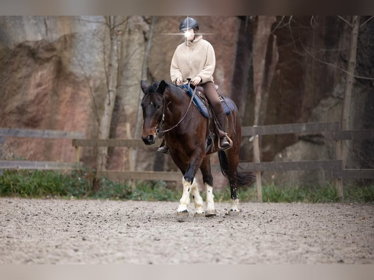 Pools halfbloed Mix Ruin 10 Jaar 153 cm Gevlekt-paard in Renchen