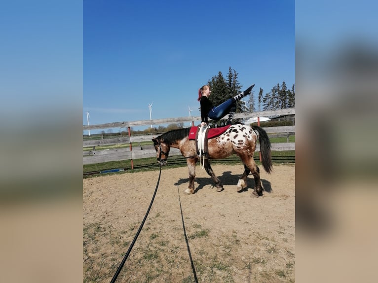 Pools halfbloed Mix Ruin 10 Jaar 156 cm Appaloosa in Satow
