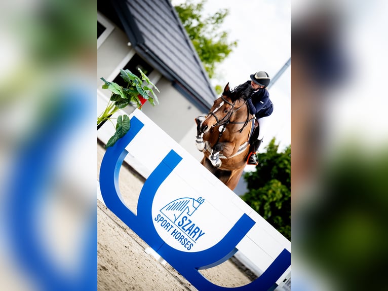 Pools halfbloed Ruin 10 Jaar 167 cm Bruin in Krasiej&#xF3;wGrodziec