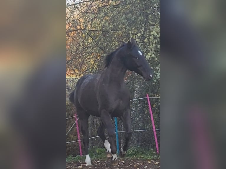 Pools halfbloed Ruin 10 Jaar 167 cm Donkere-vos in Munkfors