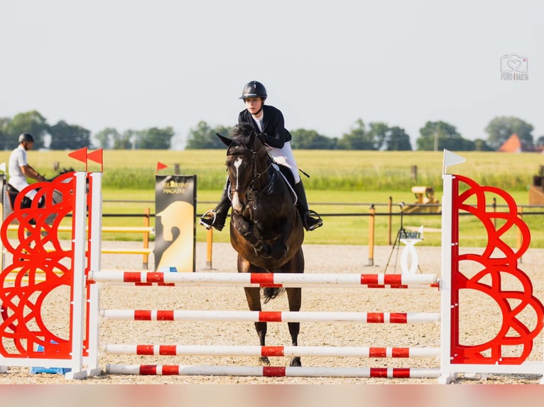 Pools halfbloed Ruin 10 Jaar 168 cm Donkerbruin in Poznań