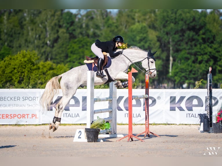 Pools halfbloed Ruin 10 Jaar 175 cm Schimmel in Świętoszowice