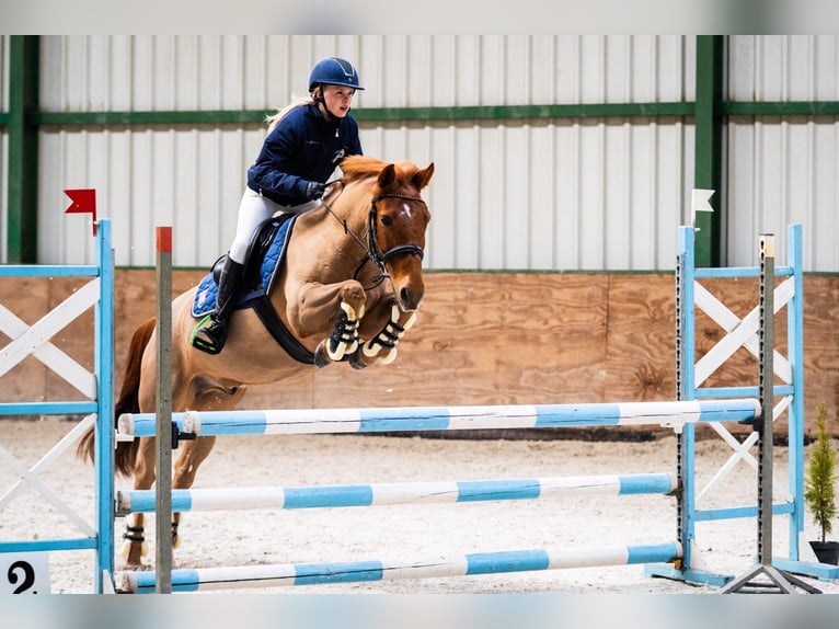 Pools halfbloed Ruin 11 Jaar 140 cm Vos in Trójka