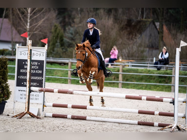 Pools halfbloed Ruin 11 Jaar 140 cm Vos in Trójka