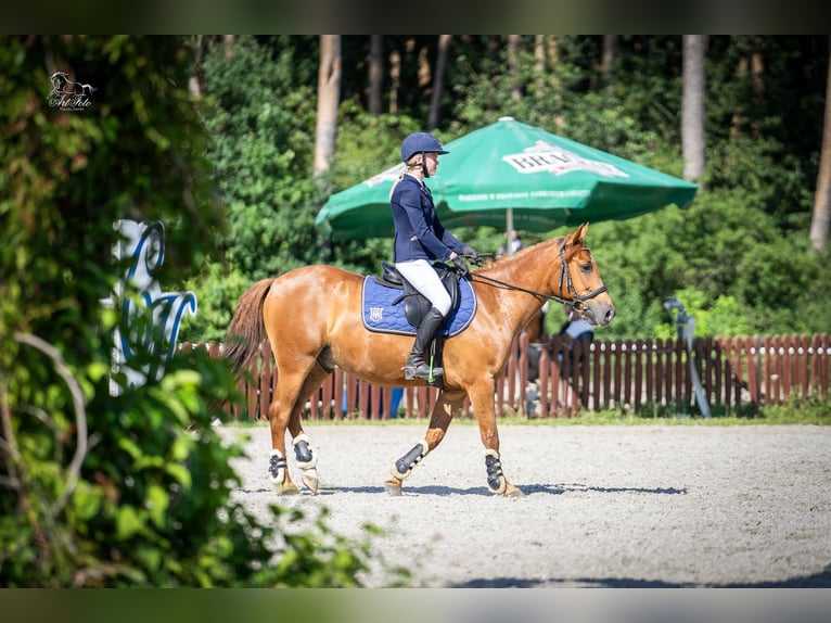 Pools halfbloed Ruin 11 Jaar 140 cm Vos in Trójka