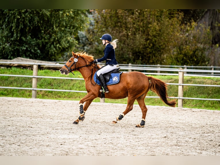 Pools halfbloed Ruin 11 Jaar 140 cm Vos in Trójka