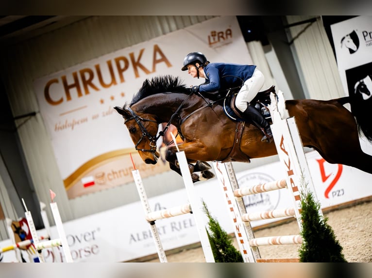 Pools halfbloed Ruin 12 Jaar 180 cm Roodbruin in Lubliniec