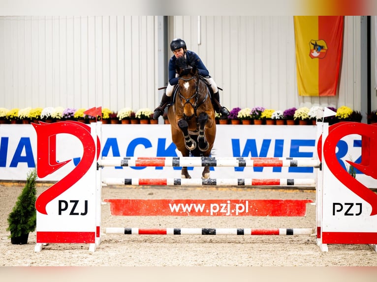 Pools halfbloed Ruin 12 Jaar 180 cm Roodbruin in Lubliniec