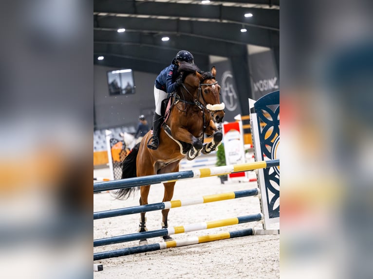 Pools halfbloed Ruin 13 Jaar 168 cm Bruin in Babki