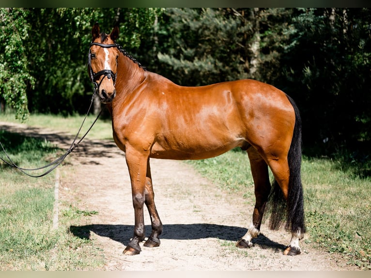Pools halfbloed Ruin 14 Jaar 164 cm Bruin in Zar&#x119;by