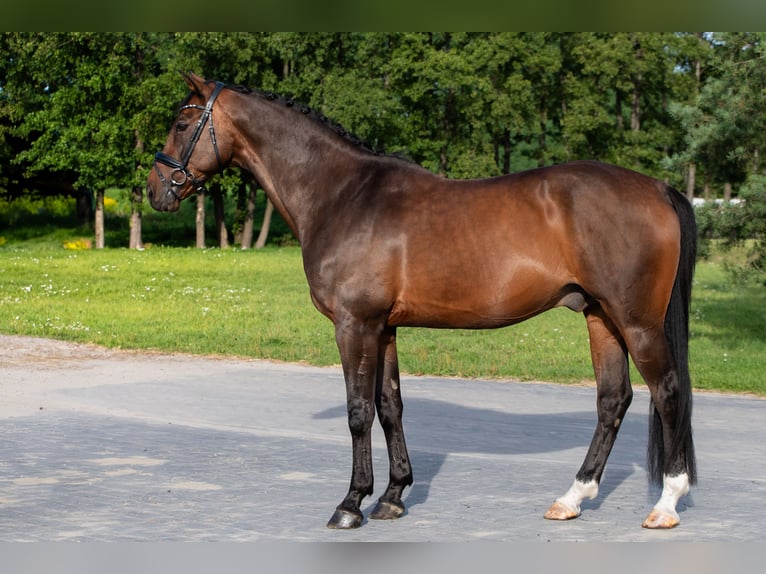 Pools halfbloed Ruin 15 Jaar 164 cm Bruin in Tarzymiechy Pierwsze