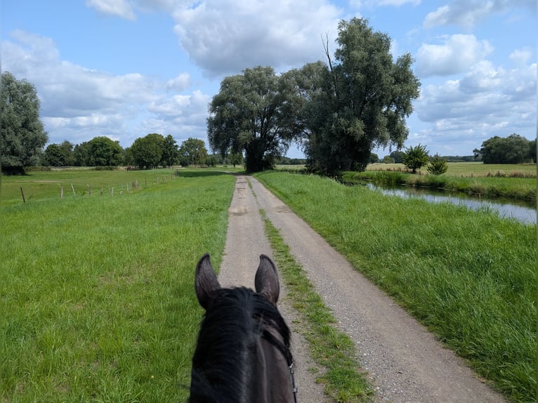 Pools halfbloed Ruin 15 Jaar 165 cm Donkerbruin in Sprockh&#xF6;vel