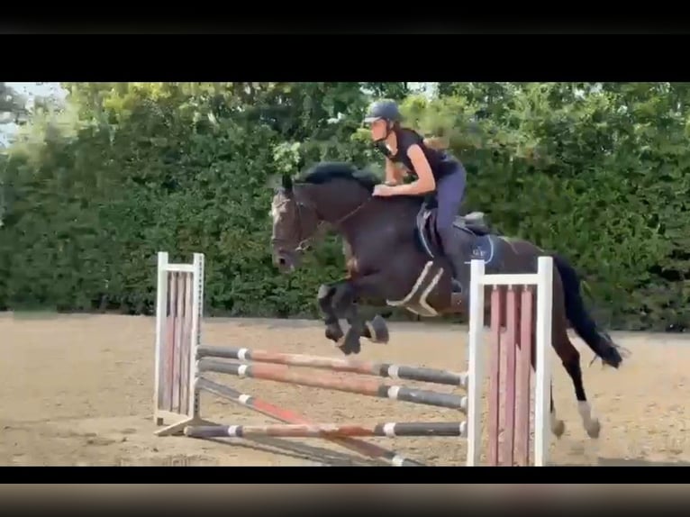 Pools halfbloed Ruin 15 Jaar 165 cm Donkerbruin in Sprockh&#xF6;vel
