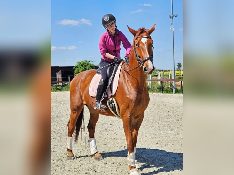 Pools halfbloed Ruin 15 Jaar 172 cm Vos in Miedzy&#x144;