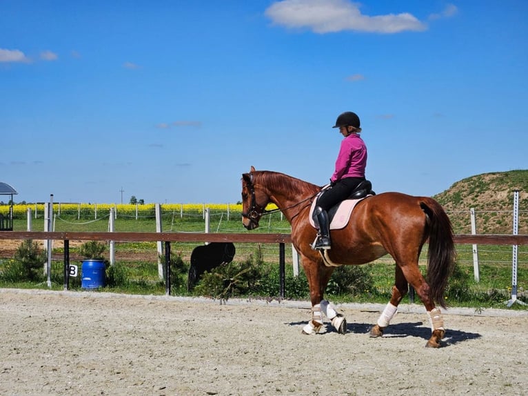 Pools halfbloed Ruin 15 Jaar 172 cm Vos in Miedzy&#x144;