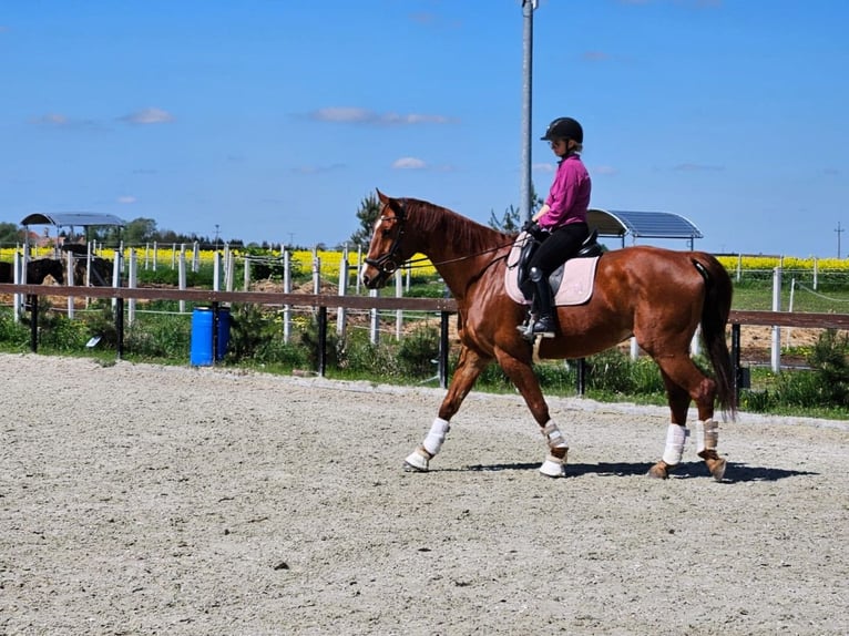 Pools halfbloed Ruin 15 Jaar 172 cm Vos in Miedzy&#x144;