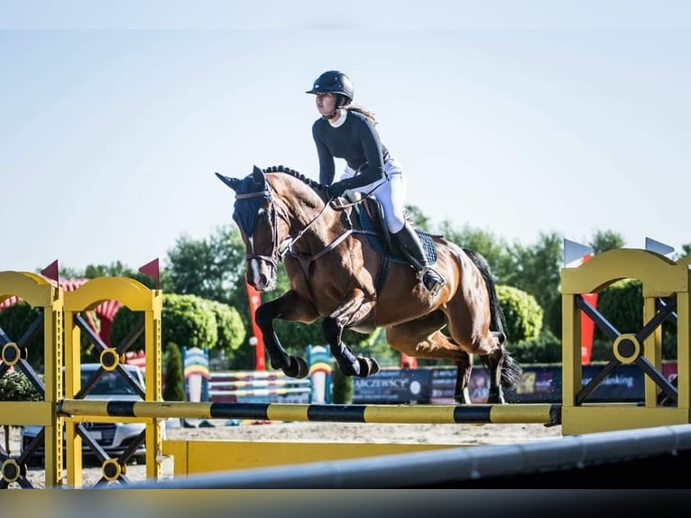 Pools halfbloed Ruin 15 Jaar 174 cm Bruin in warka