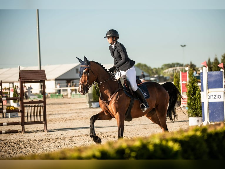 Pools halfbloed Ruin 16 Jaar 174 cm Bruin in warka