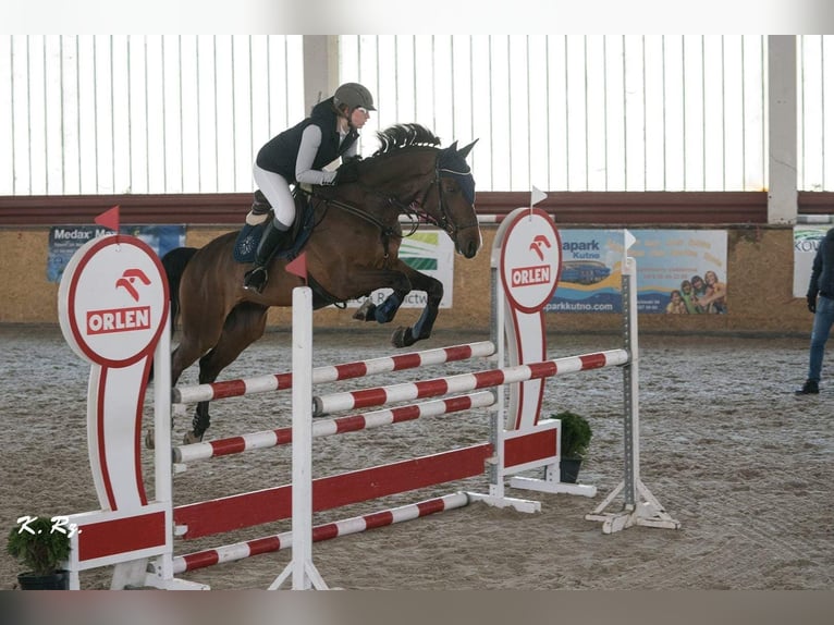 Pools halfbloed Ruin 16 Jaar 174 cm Bruin in warka