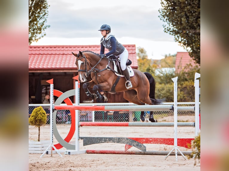 Pools halfbloed Ruin 16 Jaar 174 cm Bruin in warka