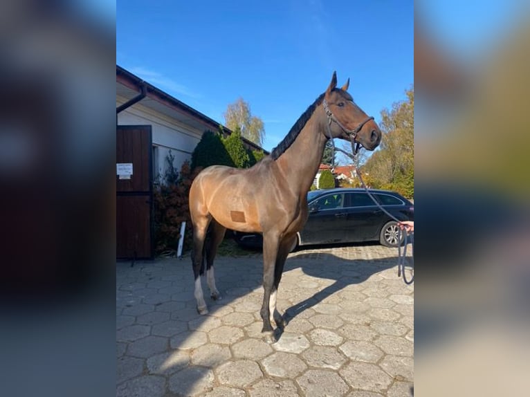Pools halfbloed Ruin 17 Jaar 175 cm Zwartbruin in Warszawa