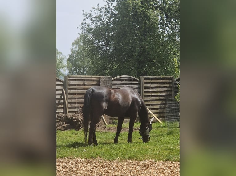 Pools halfbloed Ruin 21 Jaar 160 cm Donkerbruin in Hendschiken