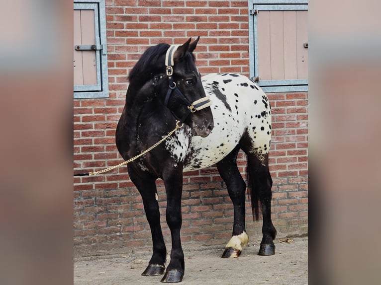 Pools halfbloed Ruin 2 Jaar 159 cm Appaloosa in Someren