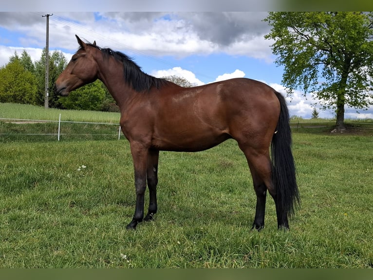 Pools halfbloed Ruin 2 Jaar 172 cm Roodbruin in W&#x118;TFIE