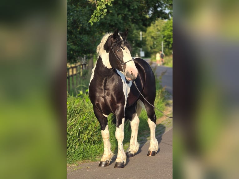 Pools halfbloed Ruin 3 Jaar 149 cm Gevlekt-paard in Weert