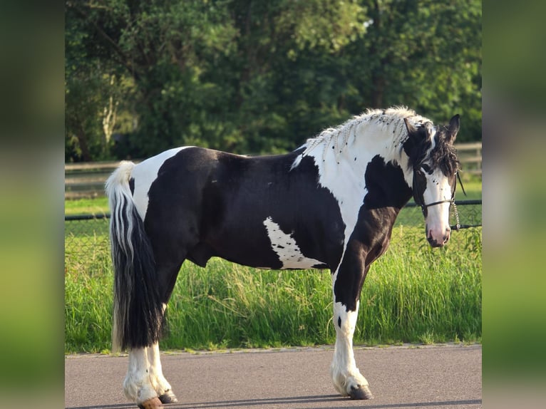 Pools halfbloed Ruin 3 Jaar 149 cm Gevlekt-paard in Weert