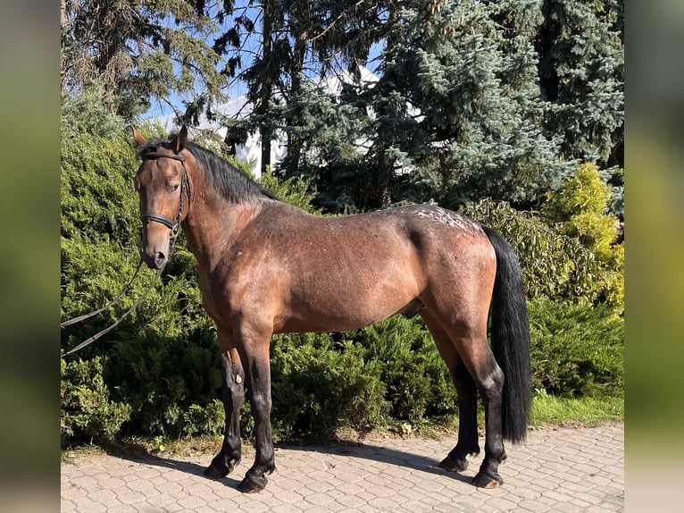 Pools halfbloed Ruin 3 Jaar 160 cm Gevlekt-paard in Warszawa
